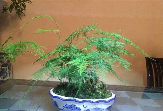 黄叶|文竹爱黄叶，学了这5招，叶子绿的滴油，蹭蹭长到巨无霸！