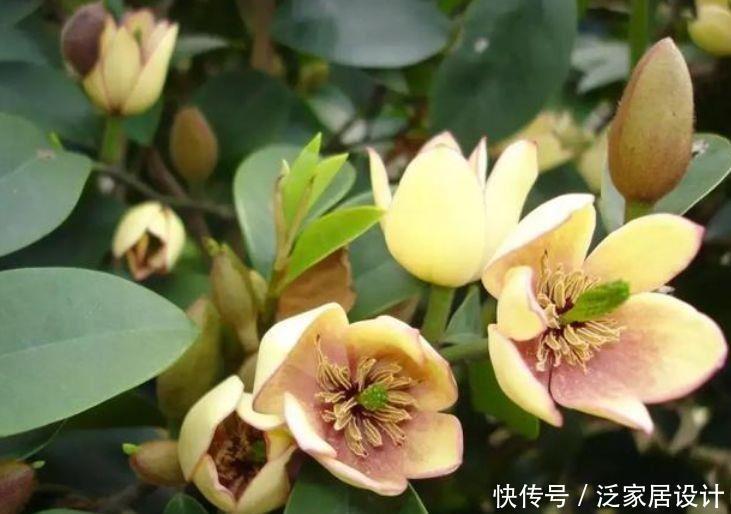 对待新手很友好的花卉,耐热又耐冷,四季都有花赏,满屋子飘香