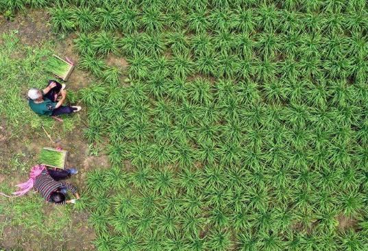 夜宵摊上的“它”，我国种植才够吃，在美国泛滥花高价清除，可惜