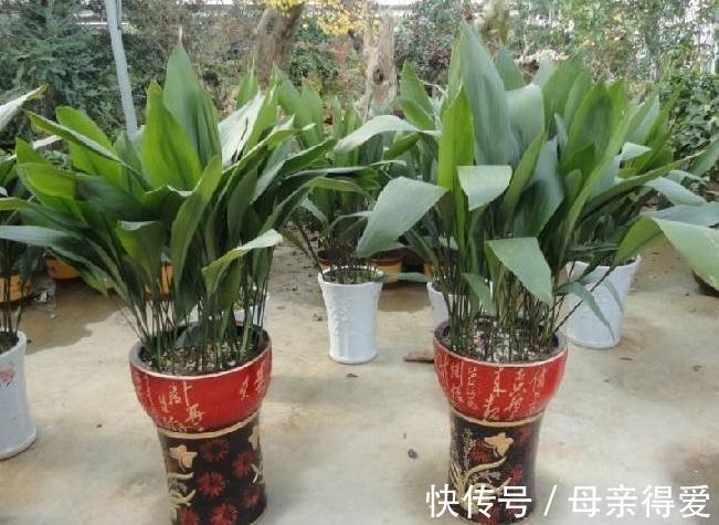 新手养花,改掉5个坏习惯,根系壮,枝叶茂,不然养1盆死1盆