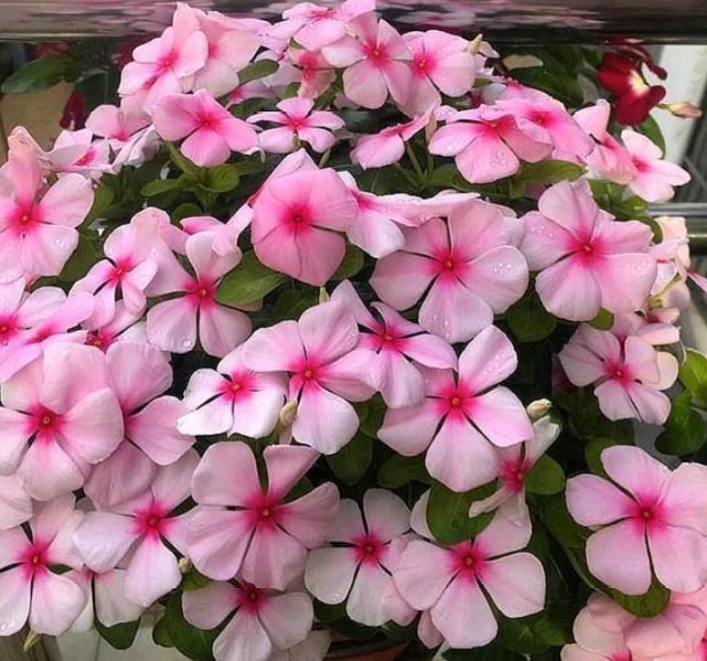花卉里的“劳模”，3种花全年”开花不断“ ，好养又漂亮，美！