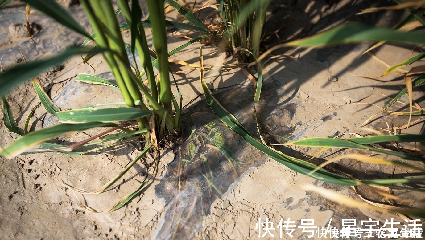 苦甲天下!中国人又一伟大壮举!一张塑料膜,将寸草不生的黄土高原变成绿洲