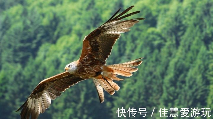 写乎|你读书多, 认认《山海经》中的神鸟异禽