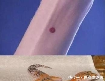 古代的守宫砂是怎么回事?