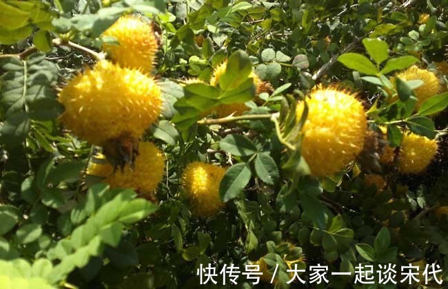 月经|此物可是妇科病的“克星”，每天来两个，调理月经，预防妇科疾病