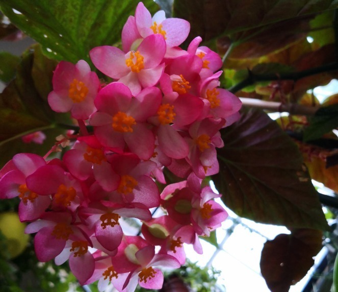 耐阴怕晒的花,一晒叶子就发黄干裂,放阴凉地养得好!