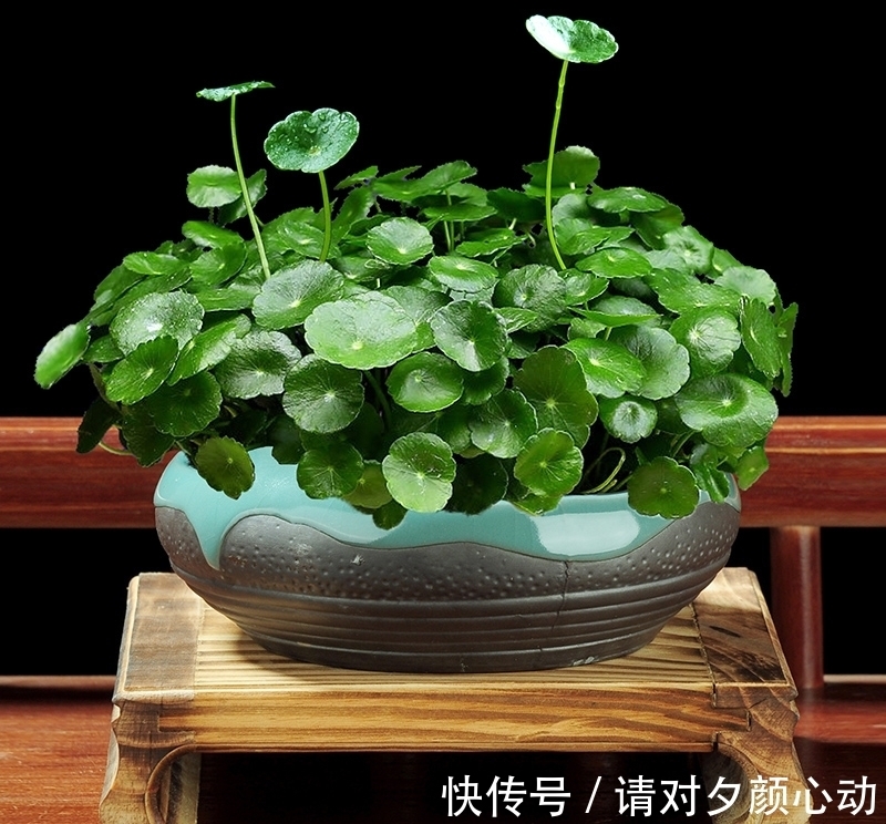 9种养不死的花，绿萝只能排最后，再养不活就剁手吧