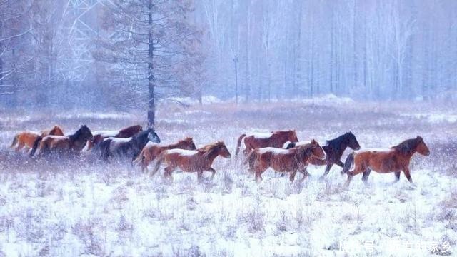 冰雪旅游目的地热度涨300%，新兴目的地呼伦贝尔了解一下！