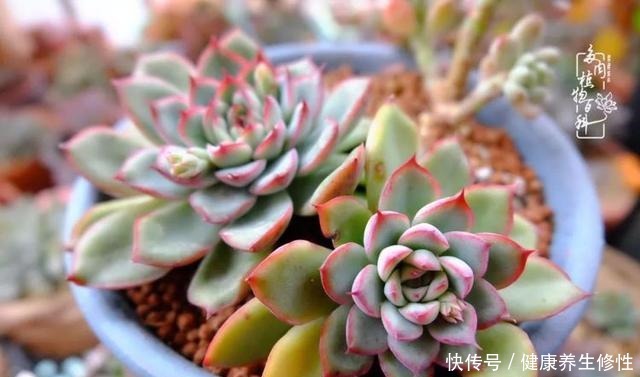 冬季，属于多肉的季节！养多肉的你喜欢冬天吗！