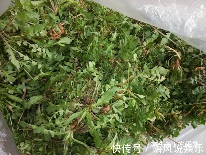 农村|农村荠菜虽然好吃,但是挖荠菜的时候一定要注意!