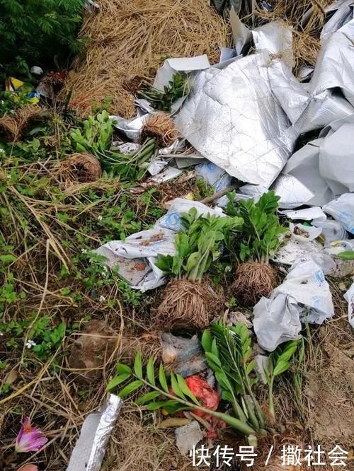 如果你有5个“坏习惯”,恭喜你,是养花高手!