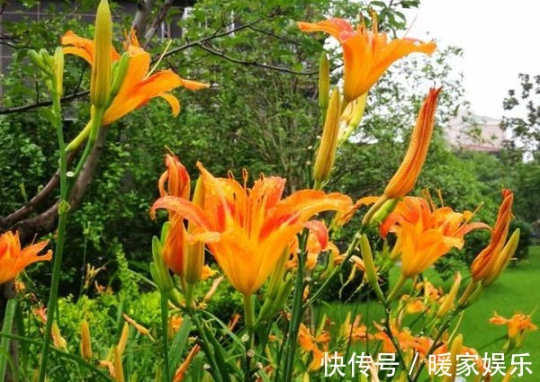 萱草|农村这种花被称为“健脑菜”,营养价值丰富,30元一斤都难求