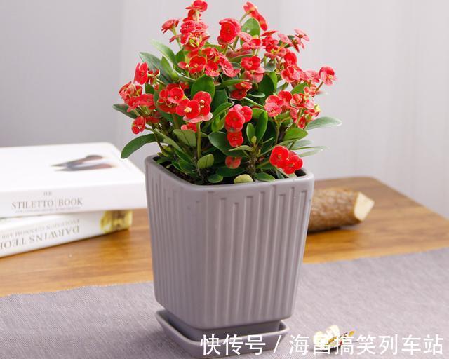 虎刺梅“有毒”，很多人还是养家里，原因只有你一点，看你知道吗