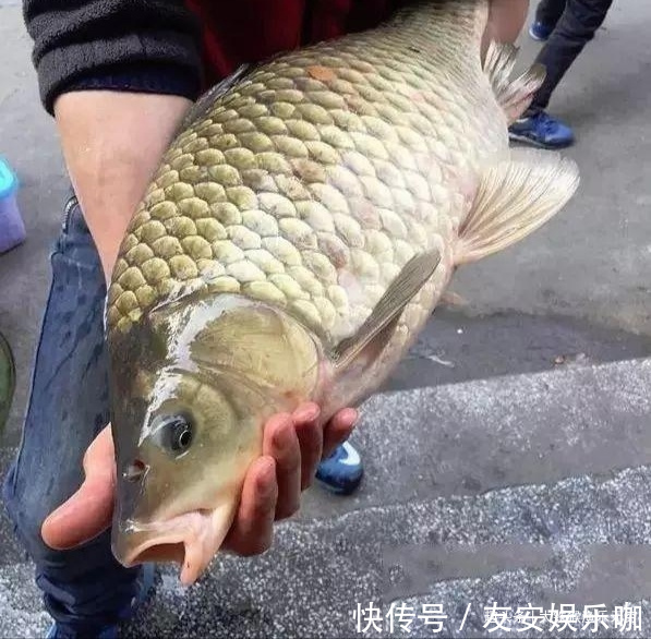 工程鲫的“哭泣”,满肚子鱼卵啥也生不出,为何钓不光吃不绝?