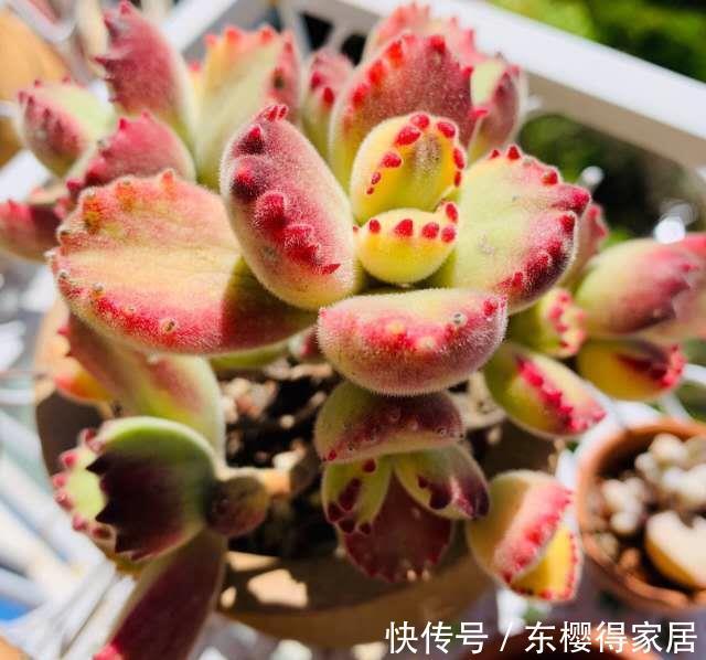 多肉|多肉熊童子竟然能养这么红，改变养法，咱也能养红熊
