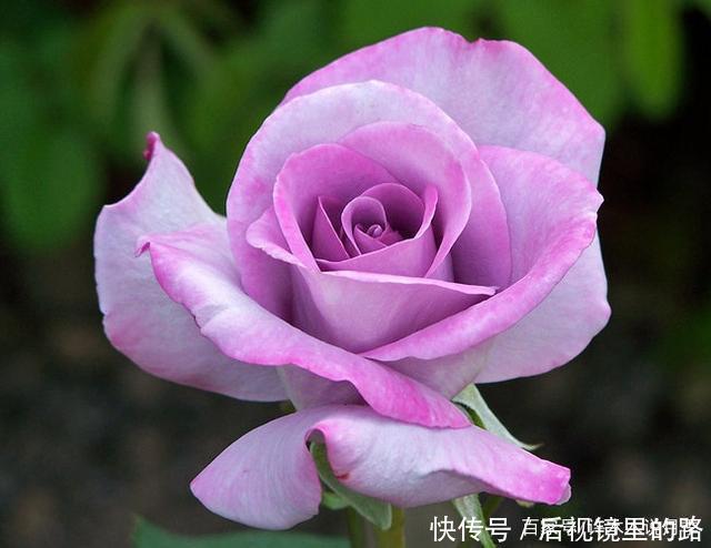 20款紫色月季品种。浓香、抗病非常好养,天然紫色唯美盛开