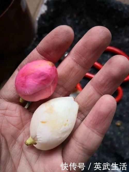 落花落蕾|7种花冬天要“春化”，必须冻满1个月，不然落花落蕾不开花！