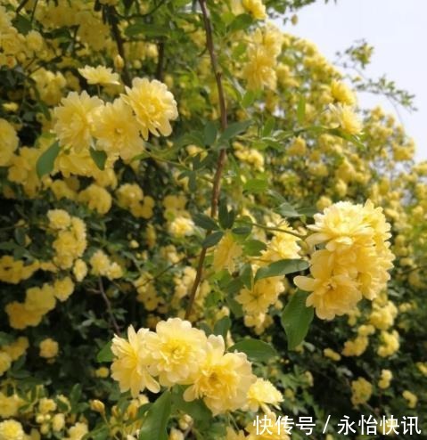 花友|阳台再小，也要养棵“香水花”，皮实好养颜值高，适合新手