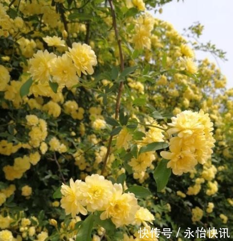 阳台再小,也要养棵“香水花”,皮实好养颜值高,适合新手