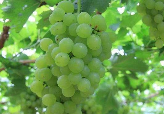 根茎果|身体好的女人都会吃,常吃以下食物,滋润肌肤,改善睡眠,气色好