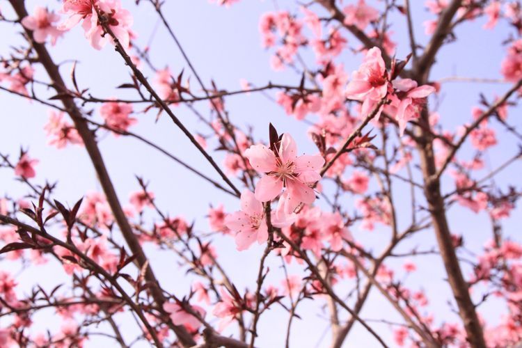 榆山街道：黄河岸边的“花世界”