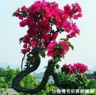 蟹爪兰花|冬季三角梅、蟹爪兰这么养,只要做好几点,叶绿花艳年年爆盆!