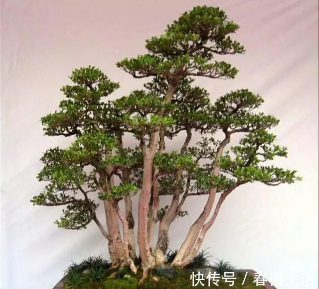 丛林式|山野丛林怎么样才能变成精致的盆景?9个步骤告诉你!