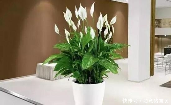 养花|聪明人都在养这5种花,人养花,花也养人,有钱人都爱养!