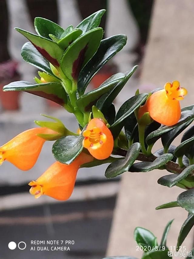 浇水|10种吊兰,耐阴又好看,叶子美得像一幅画