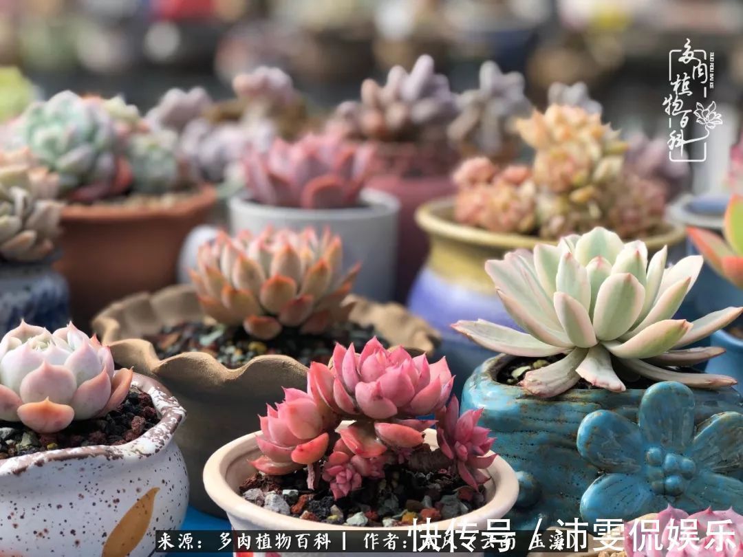 深秋里,种多肉、赏多肉、会肉友,马不停蹄快乐多!
