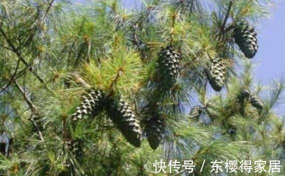 关节痛灵药|一种树的叶子,流出的汁液是“关节痛灵药”,治风湿骨痛,你懂吗