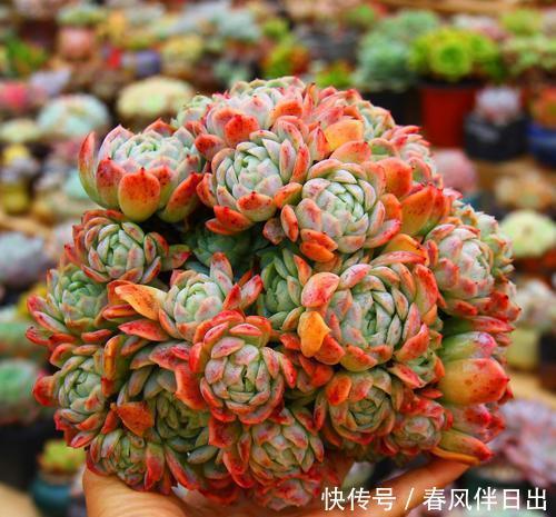 花友会|夏天多肉总是掉叶子?3个原因引起,及时了解预防,肉肉安全度夏