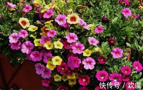 4种花好养易爆盆,四季繁花似锦,姿色艳丽