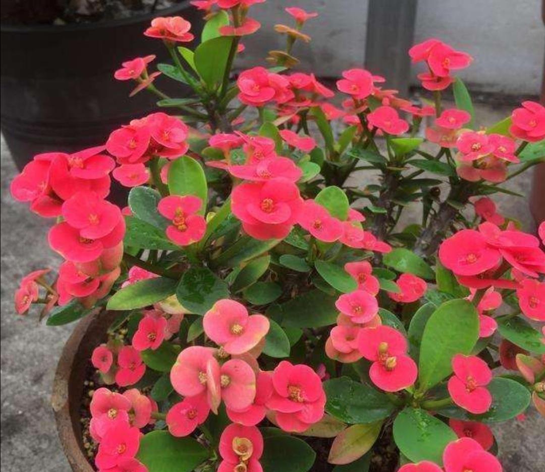 阳台上|6种“劳模花”,四季能开花,家里养一盆,赏花300天