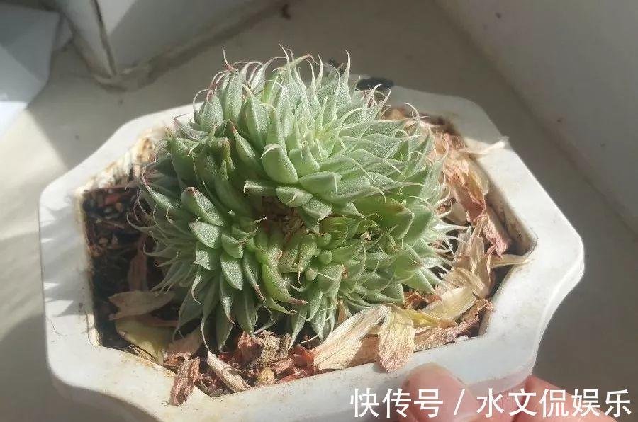 秋天买多肉,认准这点,长得胖嘟嘟窜出一圈小芽!