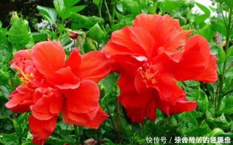 种花|4种花很耐养,沾土就能活,招财纳福好运来,日子越过越红火