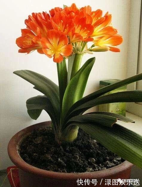 养君子兰,盆底垫点“小东西”,长的根粗、叶绿,花朵碗口大