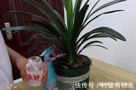 君子兰催花有技巧,啤酒加点“它”,花苞连着开,30天都不落!