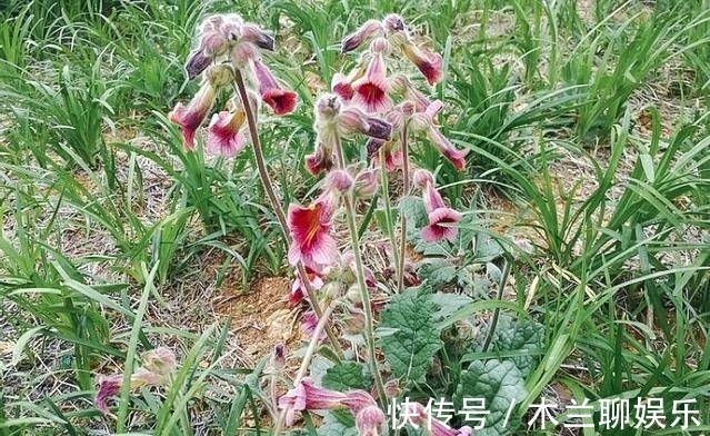 野菜|李时珍说它“服之面如桃花，轻身不老”，长在路边却少人识