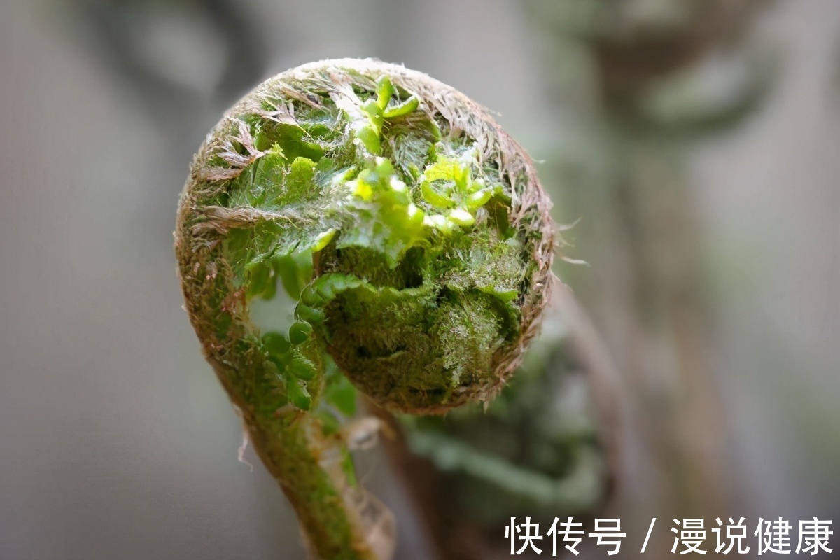 原蕨苷|吃一点都会致癌?“野菜之王”的蕨菜,是否吃了真的会得癌症?