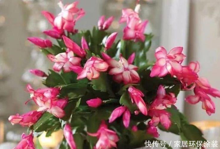 正月二十三,家里养上这4种花,满屋飘香,养庭院,十里飘香