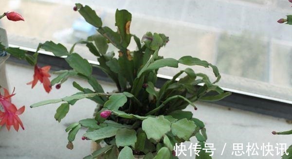 养蟹爪兰,水里加点它,叶片肥厚有光泽,花开轻松挂满枝头