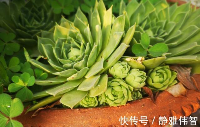观音莲徒长、叶片下垂怎么办？做好4点有的救，时间久了成老桩