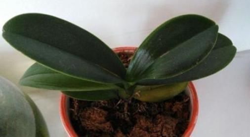 养花|养君子兰,用上这“2种肥”,比什么淘米水、黄豆水强“100倍”