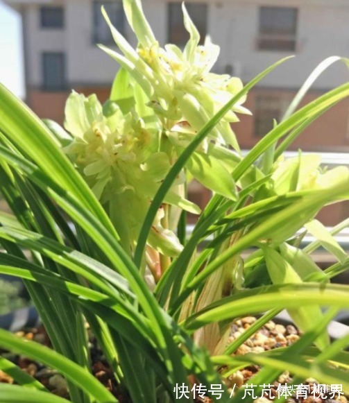 提醒:这12种“漂亮花”,不适合养在室内,别不当回事