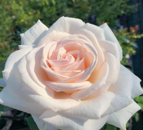  美若天仙|3种花美若天仙，好养易管理，花量繁多，全年开不停，室内也能养