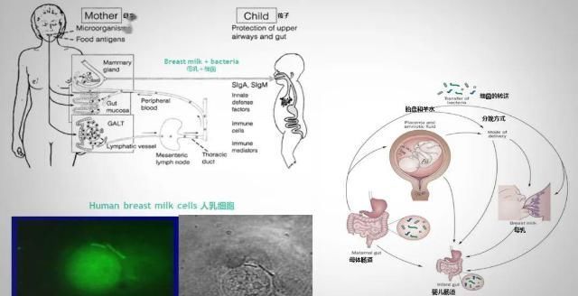 崔玉涛25分钟详解母乳为何是人生第一剂活