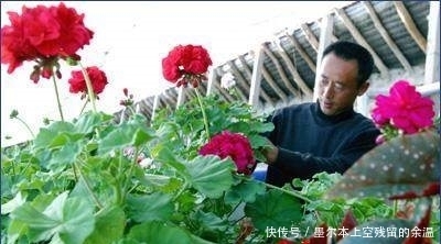 修剪|总是把花养死？这几个养花小技巧，学会了啥花都能养的好