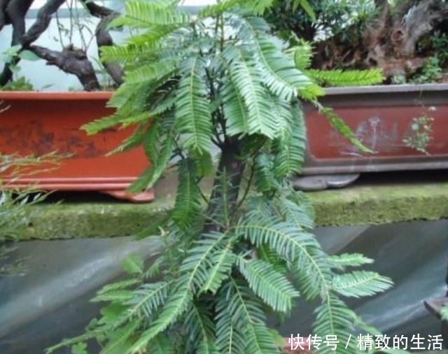 家中养红豆杉,要满足2个条件,才能结出美丽的红豆!