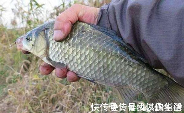 鱼窝|民间冬钓鲫鱼野路子:鲜为人知的弹钓钓法,非常有特色